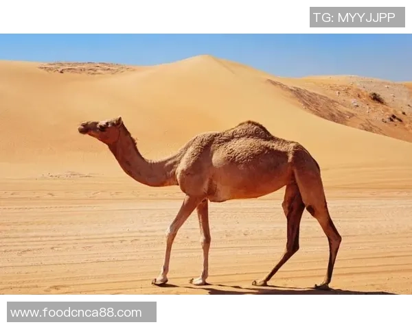 动物与足球明星的速度与灵活性对比探讨 动物与足球明星的速度与灵活性对比探讨